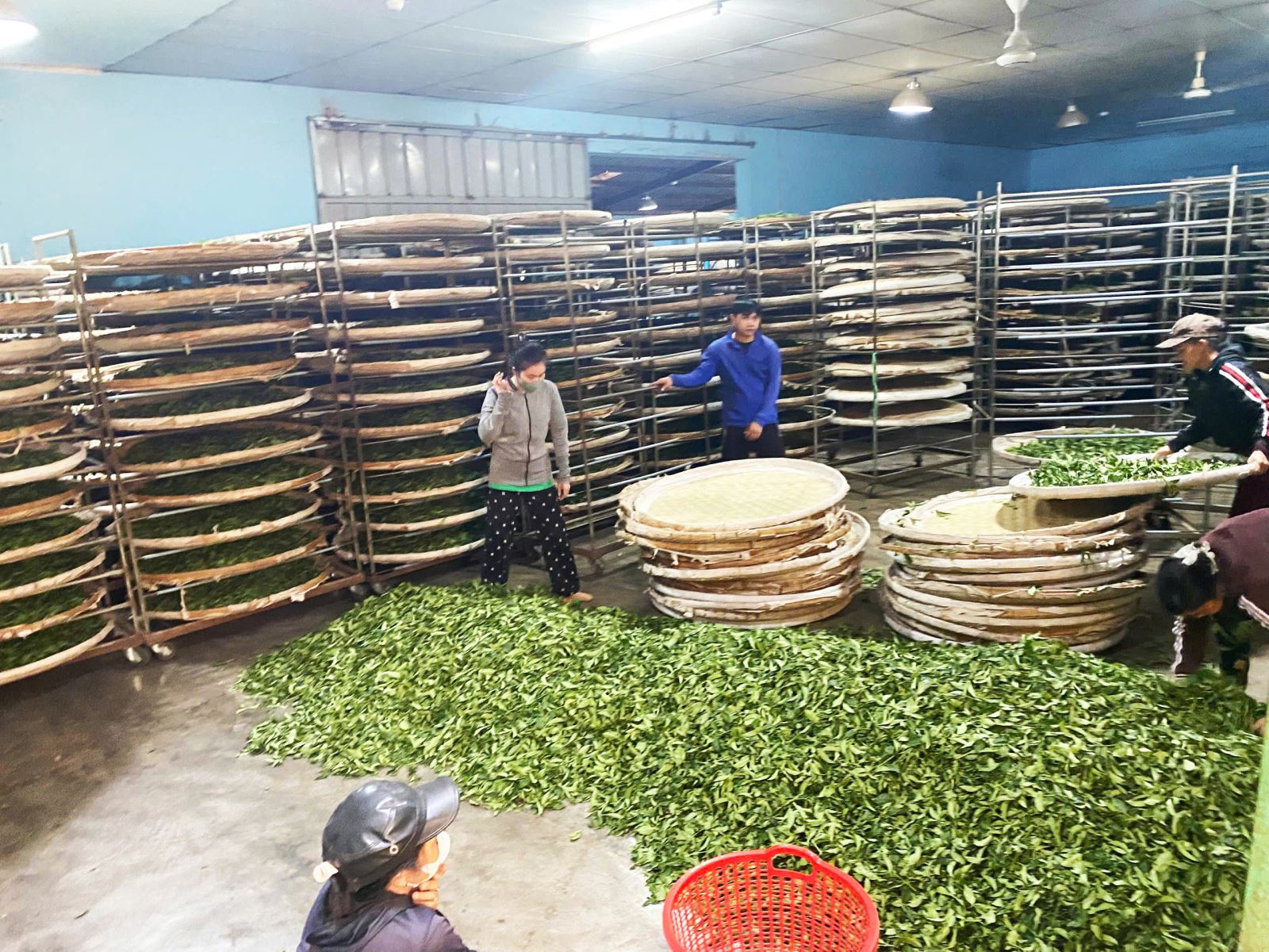 QUY TRÌNH LÀM TRÀ OLONG SẤY LẠNH – BÍ MẬT TỪ LÁ TRÀ